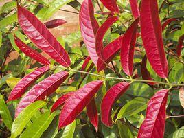 紅背桂[大戟目大戟科植物]