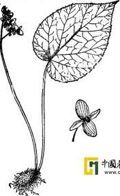 馬關秋海棠 馬關秋海棠