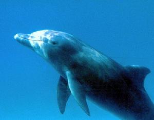 東方寬吻海豚 東方寬吻海豚