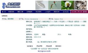 西非燕鷗（Sterna balaenarum）