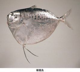 刀鯧魚 刀鯧魚