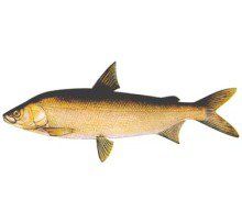 烏蘇里白鮭 烏蘇里白鮭