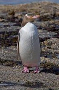 角企鵝屬