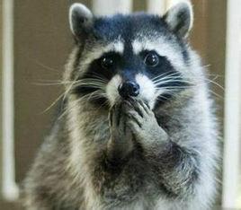 乾脆面君 乾脆面君