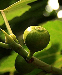 威海無花果 威海無花果