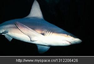 太平洋鼠鯊 太平洋鼠鯊