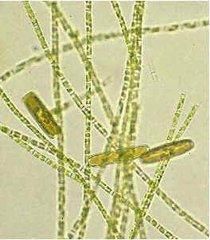 矽鞭藻綱 矽鞭藻綱