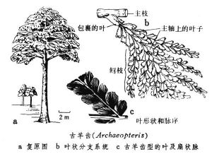 前裸子植物門 前裸子植物門
