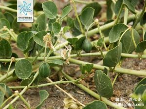 爪瓣山柑 爪瓣山柑