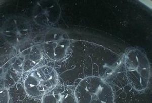 信陽桃花水母 信陽桃花水母