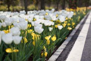 武漢鬱金香主題公園