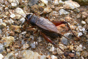 黃臉油葫蘆 黃臉油葫蘆