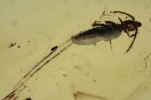 尾鋏蟲屬 尾鋏蟲屬