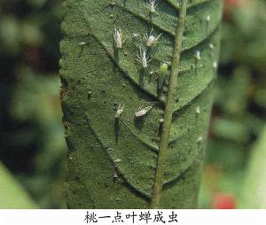 桃一點葉蟬 桃一點葉蟬