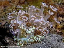 海洋藥物軟珊瑚