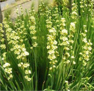 智利豚鼻花 智利豚鼻花