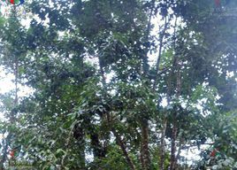 大花木荷 大花木荷