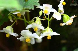 掌裂葉秋海棠 掌裂葉秋海棠