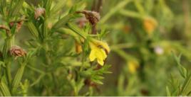 金鐘茵陳 金鐘茵陳