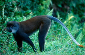 陽光長尾猴 陽光長尾猴