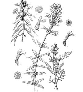 梅氏馬先蒿 梅氏馬先蒿