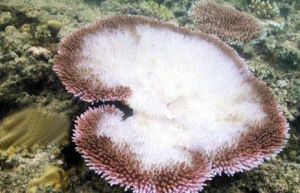 珊瑚白化