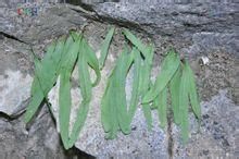 粗柄瓦韋 粗柄瓦韋