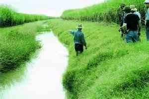 俯仰馬唐 俯仰馬唐