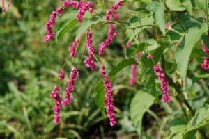水紅花子提取物 水紅花子提取物