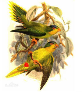 新島吸蜜鸚鵡 新島吸蜜鸚鵡