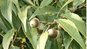 勐海石櫟 勐海石櫟