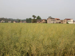 南油九號 南油九號