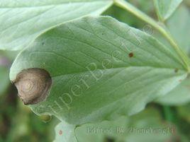 蠶豆黑斑病 蠶豆黑斑病