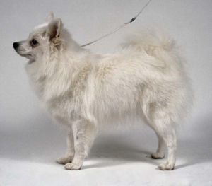 義大利狐狸犬 義大利狐狸犬