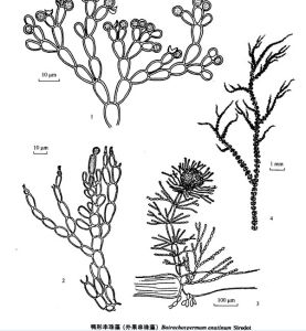鴨形串珠藻 鴨形串珠藻