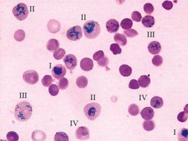 網織紅細胞 網織紅細胞