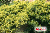 八仙山自然保護區