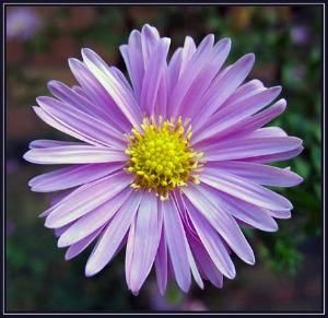 米迦勒雛菊 米迦勒雛菊