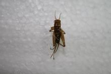 短翅灶蟋 短翅灶蟋