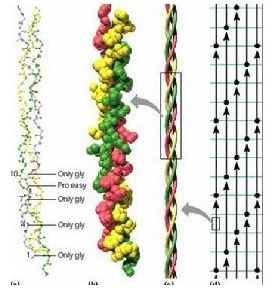 膠原蛋白肽分子