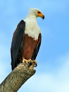 非洲海雕 非洲海雕