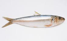 黃魚[石首魚科海洋魚類]