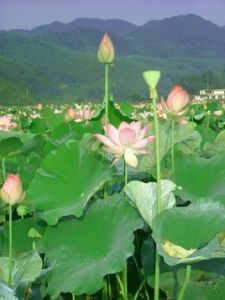 採蓮詩贈友看朱成碧 