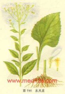 東風菜炒肉絲 東風菜炒肉絲