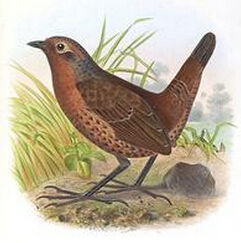 栗喉隱竄鳥 栗喉隱竄鳥