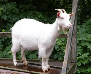 沿河白山羊 沿河白山羊