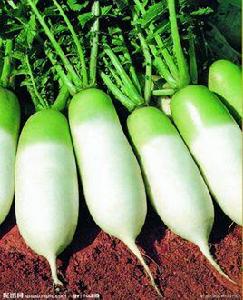 如皋長壽特產 如皋長壽特產