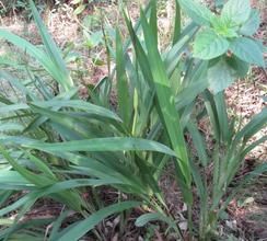 交剪草[交剪草]