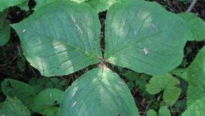 大理南星 大理南星