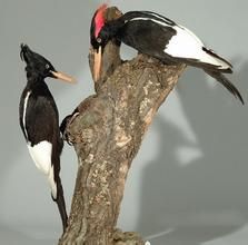 象牙啄木鳥